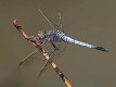 Orthetrum caledonicum male-3